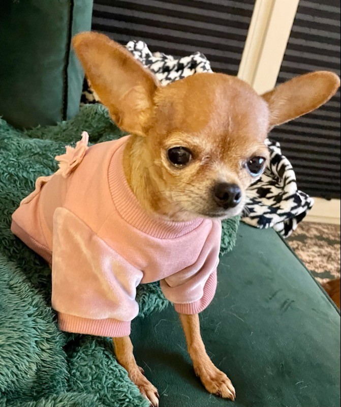 Bluza dla psa VELVET różowa | Chloe's Home | PETZWELCOME