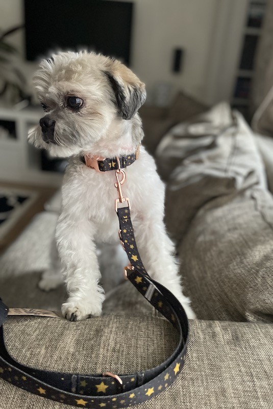 Adjustable leash Stars gold buckles | Lauren Design | PETZWELCOME