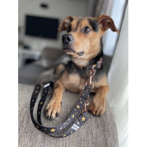 Adjustable leash Stars gold buckles | Lauren Design | PETZWELCOME