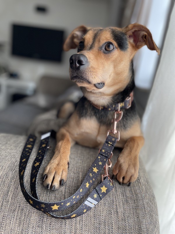 Adjustable leash Stars gold buckles | Lauren Design | PETZWELCOME