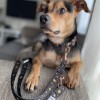 Adjustable leash Stars gold buckles | Lauren Design | PETZWELCOME
