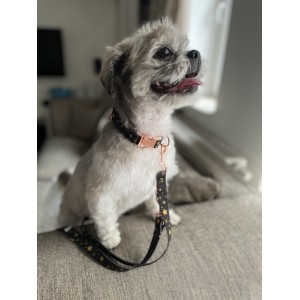 Collar for dog Stars | Lauren design | PETZWELCOME