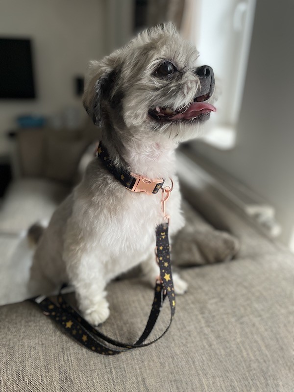 Collar for dog Stars | Lauren design | PETZWELCOME