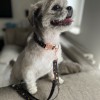 Collar for dog Stars | Lauren design | PETZWELCOME