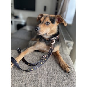 Collar for dog Stars | Lauren design | PETZWELCOME