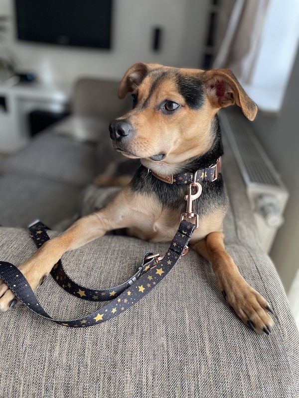 Collar for dog Stars | Lauren design | PETZWELCOME