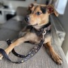 Collar for dog Stars | Lauren design | PETZWELCOME