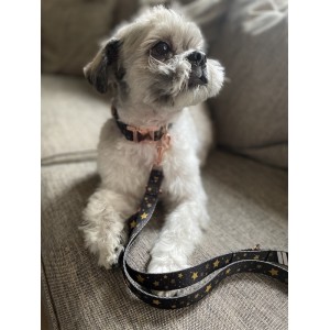 City leash Stars gold buckles | Lauren Design | PETZWELCOME