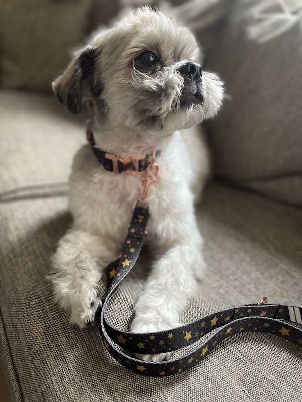 City leash Stars gold buckles | Lauren Design | PETZWELCOME