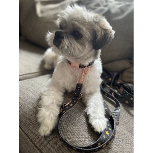 Smycz miejska Stars złote okucia | Lauren Design | PETZWELCOME