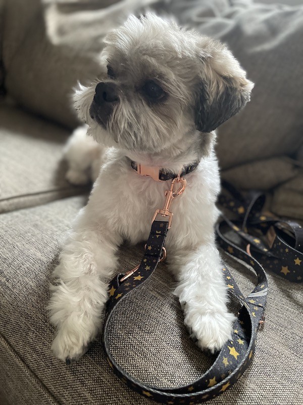 Smycz miejska Stars złote okucia | Lauren Design | PETZWELCOME