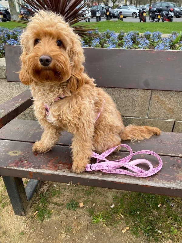 Różowa smycz miejska dla psa Motylki