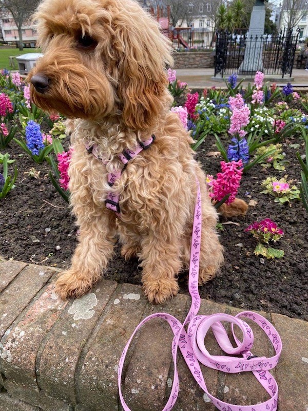 Różowa smycz miejska dla psa Motylki