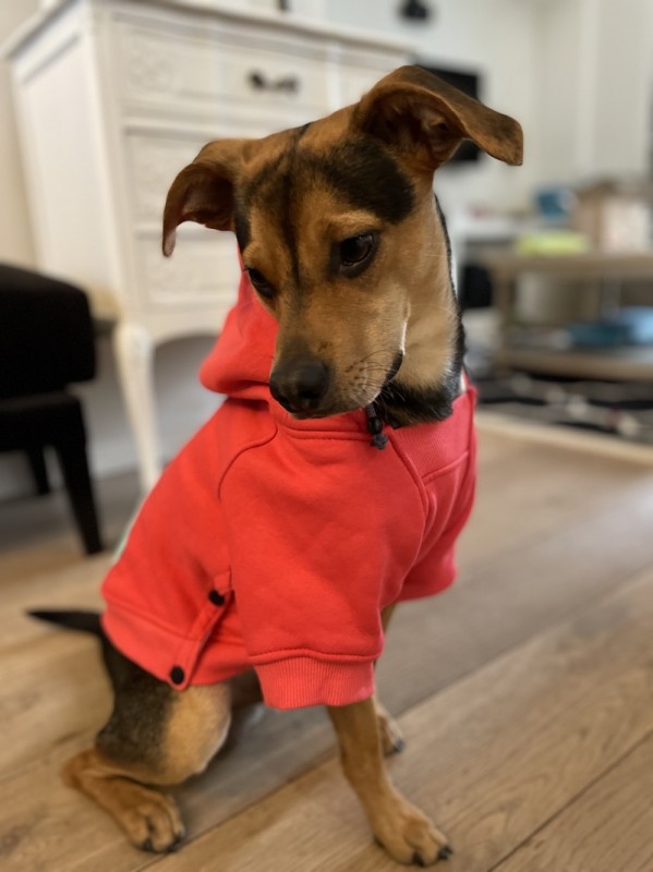 Dog hoodie CLOUD coral