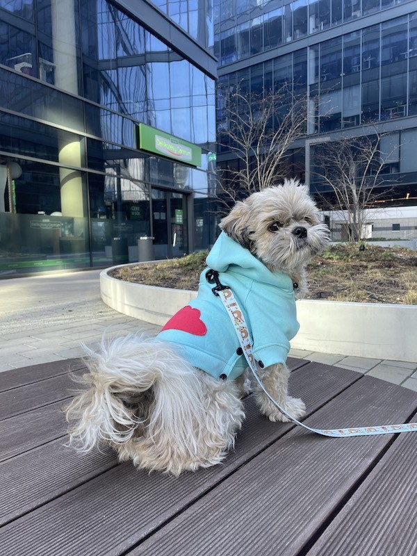 Dog hoodie CLOUD azure