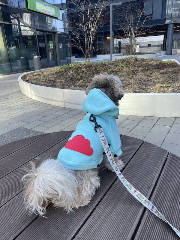 Dog hoodie CLOUD azure