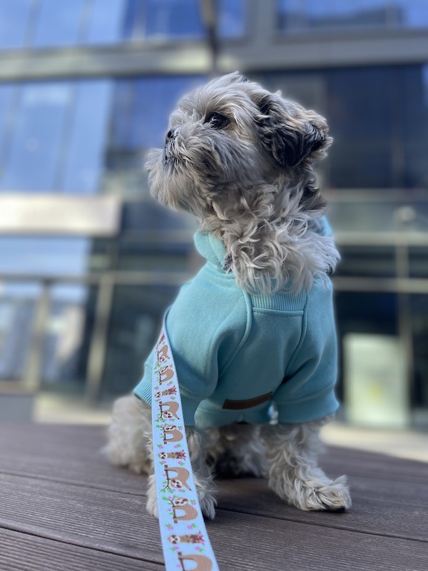 Dog hoodie CLOUD azure