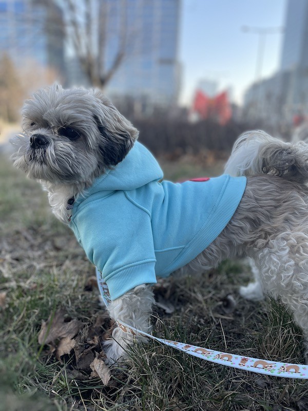 Dog hoodie CLOUD azure