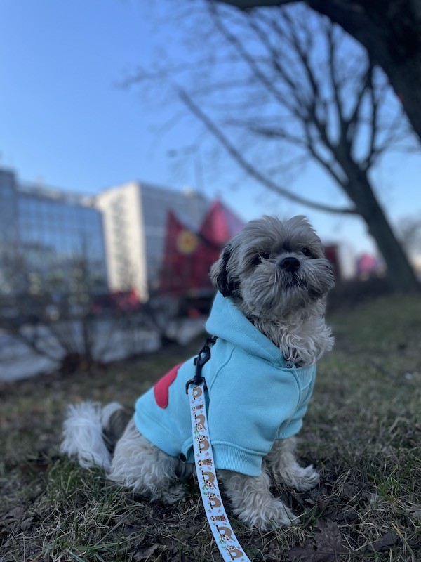 Dog hoodie CLOUD azure