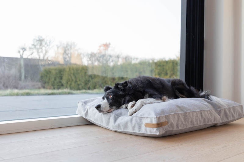 LOFT graphite dog cushion | Bowl and Bone Republic | PETZWELCOME