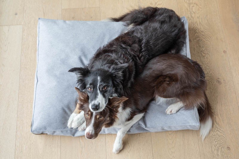 LOFT graphite dog cushion | Bowl and Bone Republic | PETZWELCOME