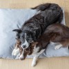 LOFT graphite dog cushion | Bowl and Bone Republic | PETZWELCOME