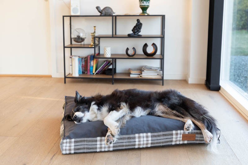 SCOTT dog cushion graphite | Bowl and Bone Republic | PETZWELCOME