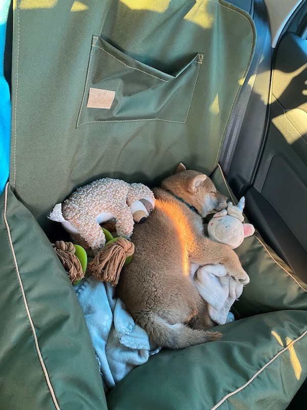 BeBobi ERO SOFT Olive dog car seat | Bebobi | PETZWELCOME