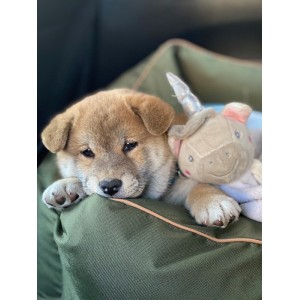 BeBobi ERO SOFT Olive dog car seat | Bebobi | PETZWELCOME