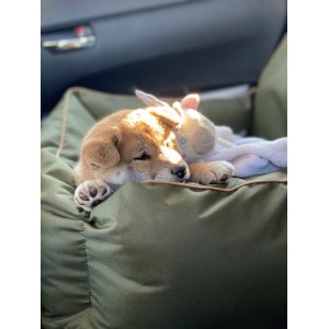 BeBobi ERO SOFT Olive dog car seat | Bebobi | PETZWELCOME