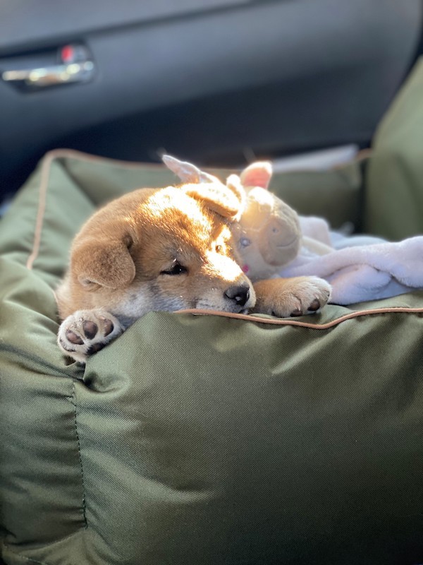 BeBobi ERO SOFT Olive dog car seat | Bebobi | PETZWELCOME