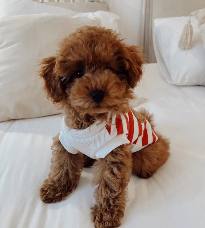 Dog sweatshirt Teddy ecru