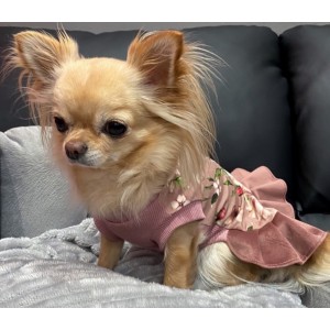 Dress for a dog FLOWER POWER | CHLOE'S HOME | PETZWELCOME