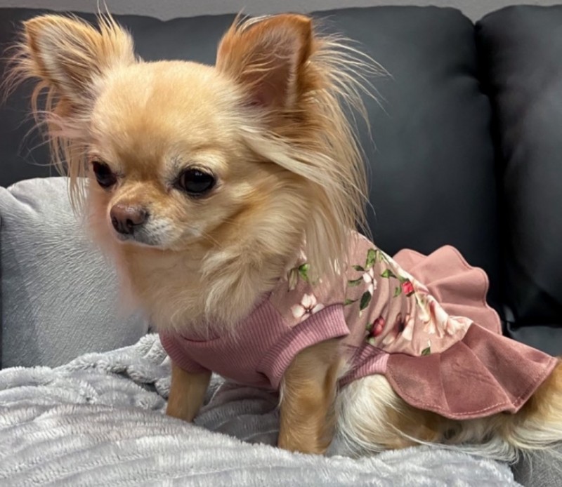 Dress for a dog FLOWER POWER | CHLOE'S HOME | PETZWELCOME