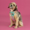 HOW R U SUMMER BeBobi pressure-free dog harness with AirTag| PETZWELCOME