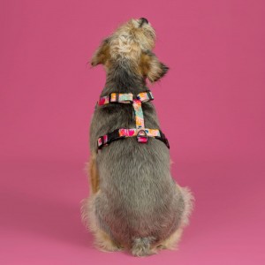 Szelki bezuciskowe guard AirTag HOW R YOU SUMMER BeBobi| PETZWELCOME