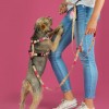HOW R U SUMMER BeBobi pressure-free dog harness with AirTag| PETZWELCOME