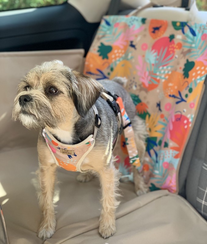 Szelki bezuciskowe guard AirTag HOW R YOU SUMMER BeBobi| PETZWELCOME