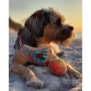 Szelki bezuciskowe guard AirTag HOW R YOU SUMMER BeBobi| PETZWELCOME