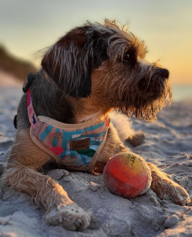 Szelki bezuciskowe guard AirTag HOW R YOU SUMMER BeBobi| PETZWELCOME