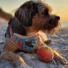 HOW R U SUMMER BeBobi pressure-free dog harness with AirTag| PETZWELCOME