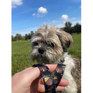 City leash Seashell | PETZWELCOME