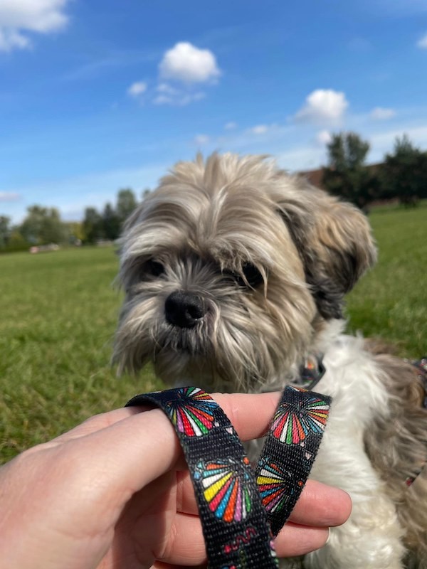 Smycz miejska Muszelki | PETZWELCOME