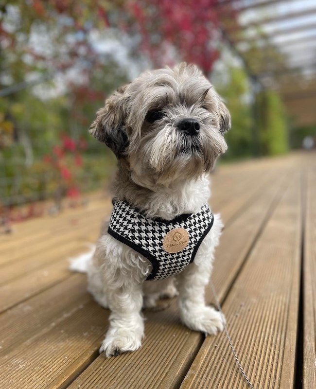 Harness vest Chloe's Home Porto green | CHLOE'S HOME | PETZWELCOME