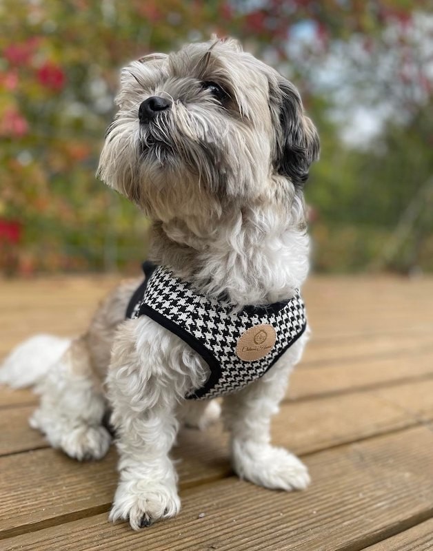 Harness vest Chloe's Home Porto black| CHLOE'S HOME | PETZWELCOME