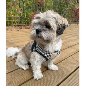 Harness vest Chloe's Home Porto black| CHLOE'S HOME | PETZWELCOME