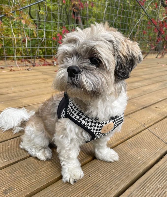 Szelki kamizelka Porto czarne | CHLOE'S HOME | PETZWELCOME