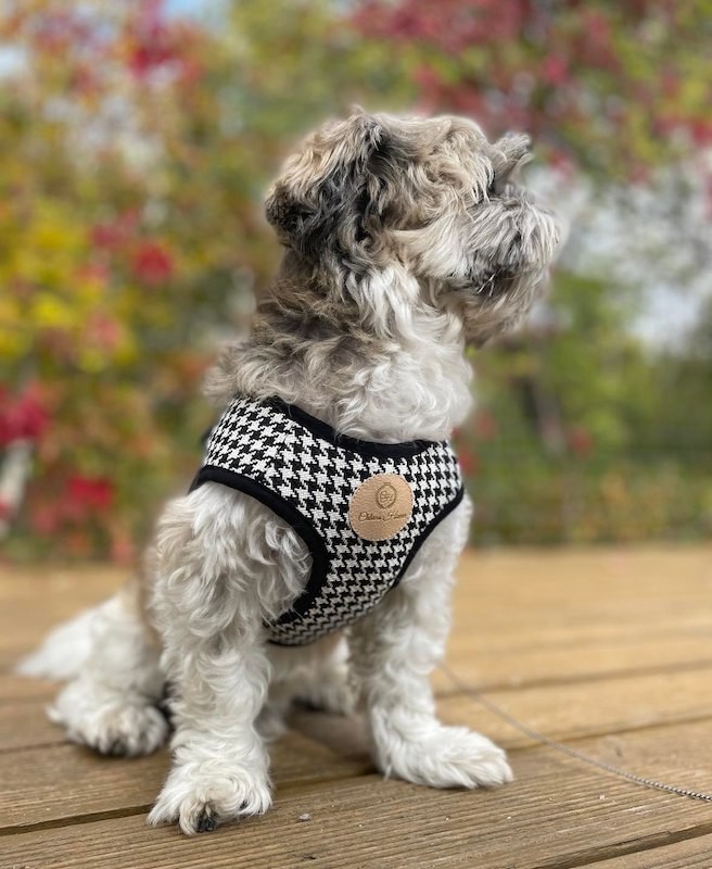 Harness vest Chloe's Home Porto black| CHLOE'S HOME | PETZWELCOME