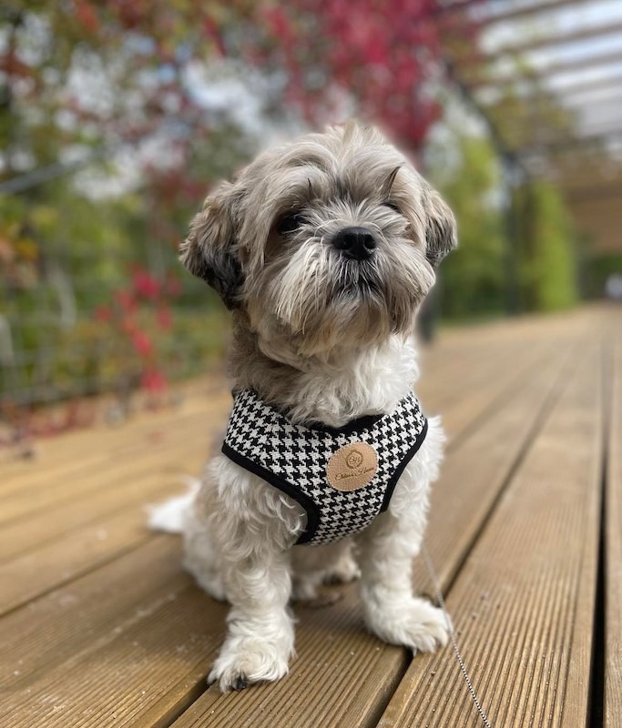 Harness vest Chloe's Home Porto black| CHLOE'S HOME | PETZWELCOME