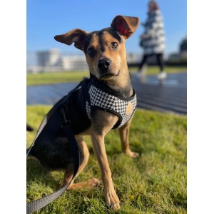 Szelki kamizelka Porto czarne | CHLOE'S HOME | PETZWELCOME